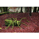 Araña - Vegetales  minerales